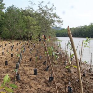 The Tree Planting Sites by Malaysia Nature Society (MNS)_1