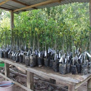 The Tree Planting Sites by Malaysia Nature Society (MNS)_4